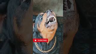 Angry Rottweiler part 1 rottweiler viralvideo viralshorts shorts ytshorts [upl. by Eelyma]