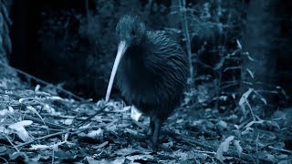 Brown Kiwi Mating Spectacle  Wild New Zealand  BBC Earth [upl. by Auod687]