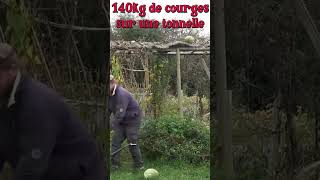 140kg de courges sur une tonnelle courge de siam [upl. by Grobe]