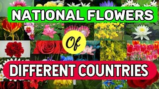 National Flowers Of Different Countries  General Knowledge  Worlds Knowledge Book [upl. by Sidnarb985]