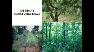 Manejo de bosques naturales y plantaciones forestales Parte 2 [upl. by Eanehs65]