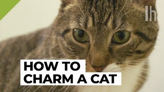 How to Get a Cat to Like You  Lifehacker [upl. by Svetlana190]