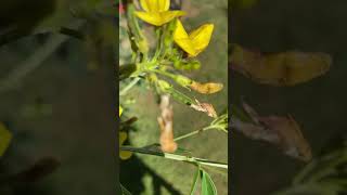 Pigeon peas bearing peas now after 105 months gardening Pigeonpeas [upl. by Llerat918]