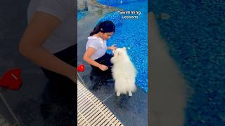 Swimming lessons with my dog chikusdodo swimming doglover shorts minivlog [upl. by Bultman]