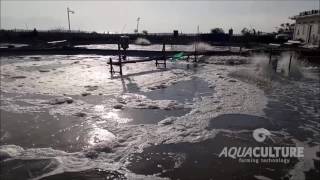 Sustainable vannamei Shrimp farming [upl. by Hteb]