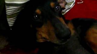 Cachorro Basset Dachshund Fred [upl. by Enimsay]