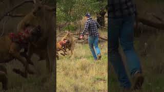 Man Rescues Dog From Fierce Kangaroo [upl. by Assilram]