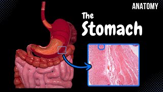 Stomach Anatomy Topography External Features Parts Layers [upl. by Prince]