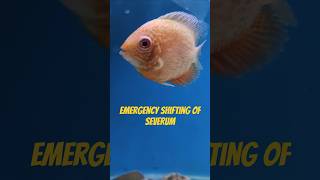 Cichlid FightsBully Got emergency shifting aquariumfish fish cichlid [upl. by Drucilla]