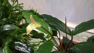 Анубиас минима Anubias barteri var glabra minima [upl. by Stacia]