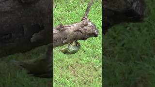 Barbet on the job birds barbet makingnest birdslovernaturephotography [upl. by Lipkin]