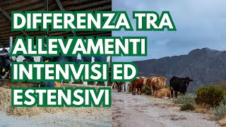 Differenza tra allevamenti intensivi ed allevamenti estensivi  Accademia Macelleria Italiana [upl. by Adall551]