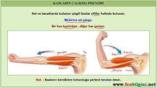 KASLAR  KAS ÇEŞİTLERİ Fen Bilimleri 6 Sınıf Konu Anlatımı [upl. by Airetal]