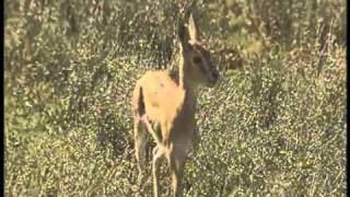 Serengeti National Park Tanzania  Part 4 [upl. by Linehan]