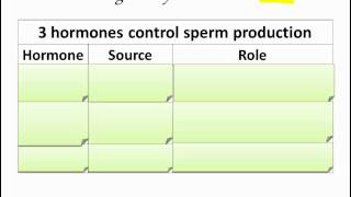 Spermatogenesis IB Biology [upl. by Walling]