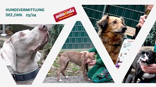 Hundevermittlung  Dez 2023Jan 2024 Jahr Tierheim Hannover TV [upl. by Alleen]