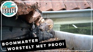 Boommarter sleept prooi onder dakpannen  Zelf Geschoten  Vroege Vogels [upl. by Assillem]