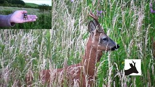 Calling roebucks with Hubertus Cherrywood call [upl. by Couq]