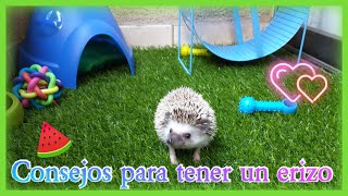 CONSEJOS PARA CUIDAR UN ERIZO 🦔🦔🦔 TODO LO QUE DEBES SABER HEDGEHOG🦔🦔🦔🦔🦔🦔 [upl. by Suryc]