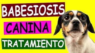 BABESIOSIS CANINA Causas y Tratamiento [upl. by Aivato517]