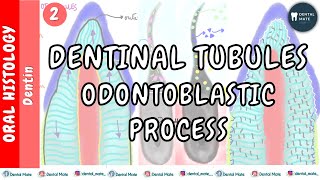 Dentinal tubules  Odontoblastic process  Curvatures  Branches  Dr Paridhi Agrawal [upl. by Saks]