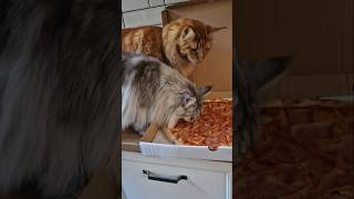 Zamówiliśmy pizzę 😆 cat mainecoon [upl. by Ecirtal162]