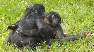 Surprising Truth About Chimpanzee Behavior [upl. by Etneciv]