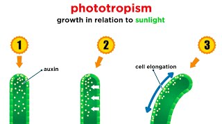 Mechanisms of Plant Growth [upl. by Lonne]