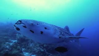 Tubbataha reefs Philippines [upl. by Urbai]