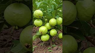 🌿Grow Guava Tree FAST with These Pro Tips guava fruittree gardening [upl. by Eiddet336]