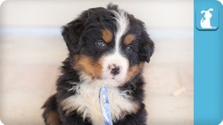 80 Seconds of Pure Adorable Bernese Mountain Puppies [upl. by Ahsead]