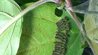 Time lapse of caterpillars of the browntail moth feeding [upl. by Cleland]