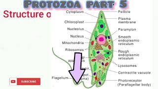 Protozoa part 5 [upl. by O'Gowan760]