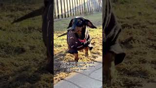 The ball isn’t gonna throw itself 🏀 cutedachshund dachshundarts Credit 🎥 ➡️ Neo [upl. by Daus]