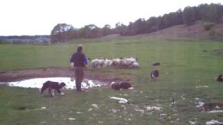 Leault Farm Sheepdog Demonstrations [upl. by Junko]