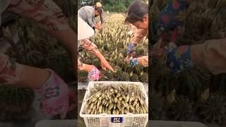 Harvest Cactus Flowers for Delicious Dishes satisfying HappyFarm85 [upl. by Earas]