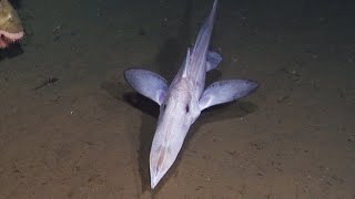 10 Strange Deep Ocean ROV Findings from Sagami Bay 🇯🇵 [upl. by Cuttie]