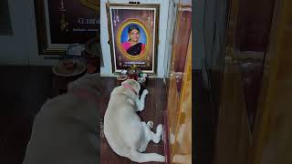 ஆண்டவா 🙏 dog shorts god funny freefire edit motherslove yt [upl. by Halle940]