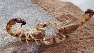 4KHD ANDROCTONUS AUSTRALIS MATING DANCE 20180725 101536 [upl. by Reames]