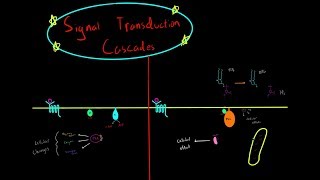 Signal Transduction Cascades MCAT Cellular Biology GCPR G Proteins Adenyl Cyclase PLC [upl. by Arreik]