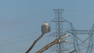 harfang des neiges Snowy Owl [upl. by Oraneg]