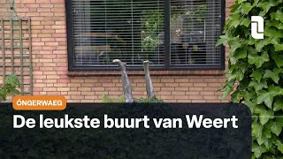 Óngerwaeg ontdekt kunstbenen in Weert [upl. by Merkley76]