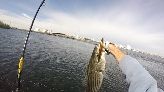 SP Minnow Striped Bass Fishing Upper Narragansett Bay 05182016 [upl. by Cahan969]