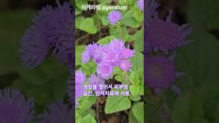 불로화 不老花 아게라텀 ageratum 꽃 [upl. by Ackerman]