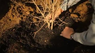 How to Plant a Pomegranate Tree  Professional Gardening Tips [upl. by Lenoj]