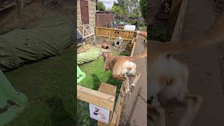 Lurcher Jumping Over Fence music music rap hiphop song love pets rockdog musicgenre puppy [upl. by Secundas499]