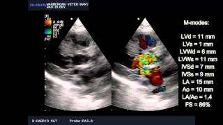 HCM and mitral stenosis in a cat  HCM en mitralis stenose bij een kat [upl. by Safir]