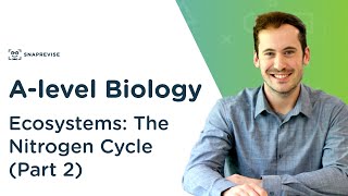 Ecosystems The Nitrogen Cycle  Alevel Biology  OCR AQA Edexcel [upl. by Ravid]