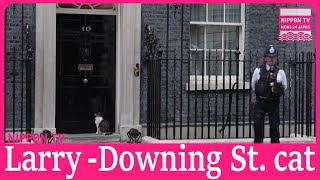 “Larry” the Downing Street Cat ready for the new PM [upl. by Takeshi]