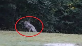 Top 10 mythical creatures caught on camera [upl. by Suoicerp]